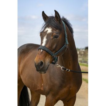 Headcollar "STRASS" EQUITHEME