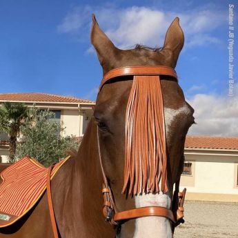 Ισπανικό Χαλινό με ηνία, Marjoman