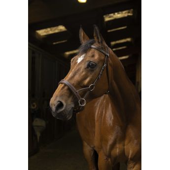 ENGLISH Bridle Without Bit ''NORTON PRO''