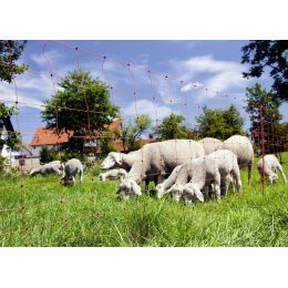 Δίχτυ Ηλεκτρικής Περίφραξης για Πρόβατα
