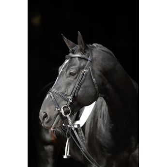 Bridle “Standard”