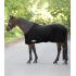 Fleece Rug Economic with Cross Surcingles