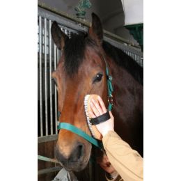 Horse Brush with Semi-hard Bristles BRUSH&Co